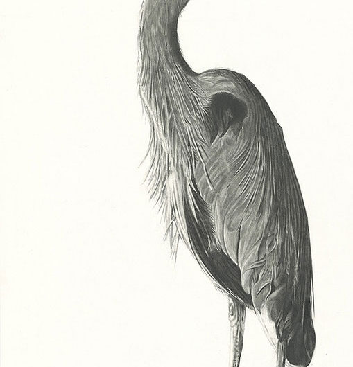 Blue Heron