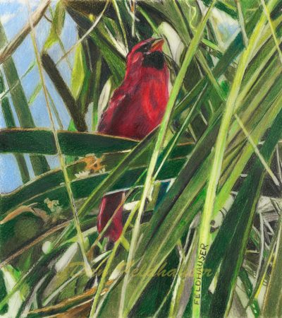Cardinal