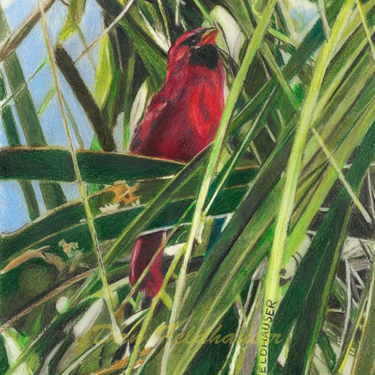 Cardinal