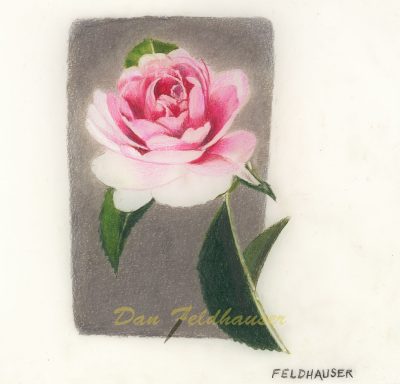 Miniature Rose