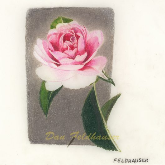 Miniature Rose