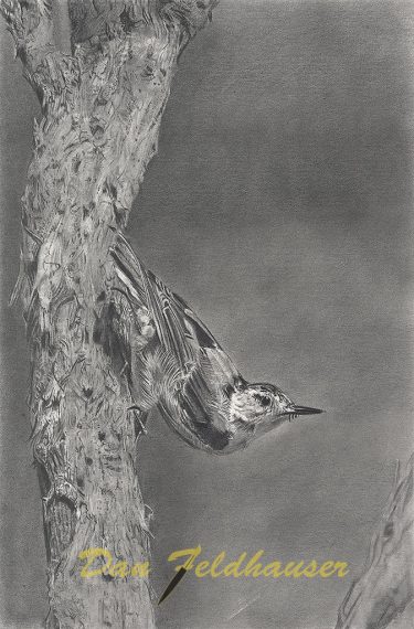 Nuthatch
