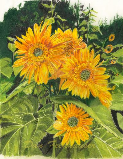 Sunflowers