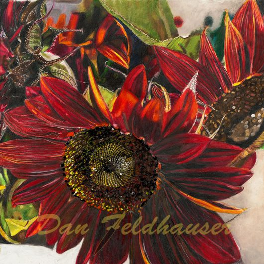 Variety Sunflowers